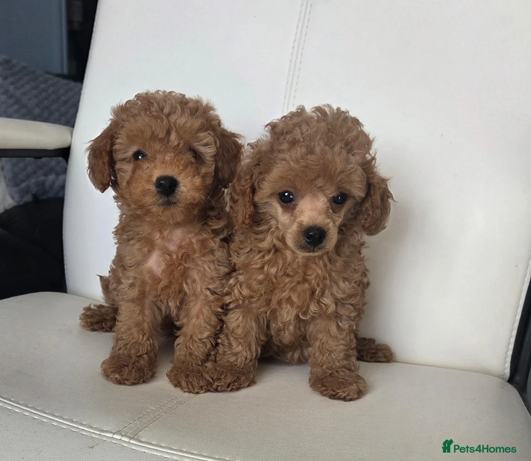 Toy Poodle dogs for sale: READY NOW  beautiful girls  - Advert 1