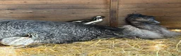 Emus poultry for sale: Baby Emu in Edinburgh - Advert 2