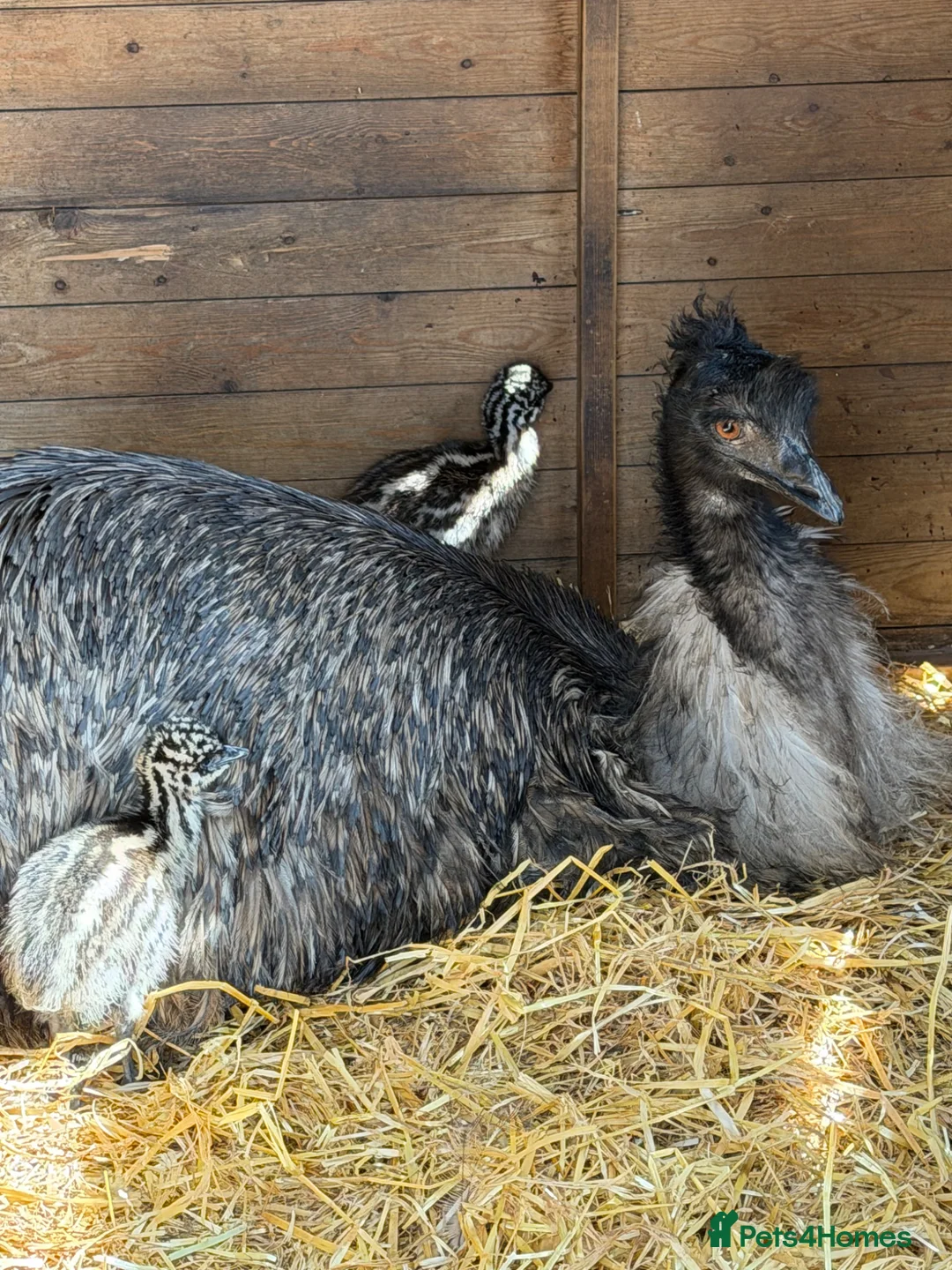 Emus poultry for sale: Baby Emu in Edinburgh - Advert 2