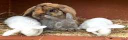Mini Lop rabbits for sale: Gorgeous and friendly Mini Plush Lop Babies - Advert 3