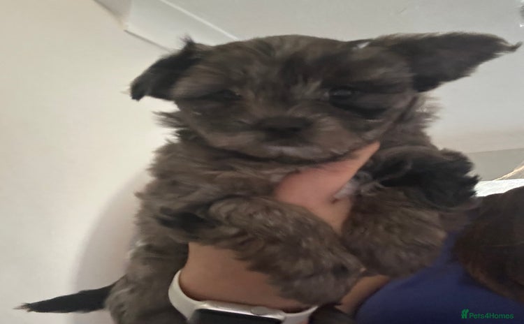 Yorkshire Terrier dogs - Advert 2