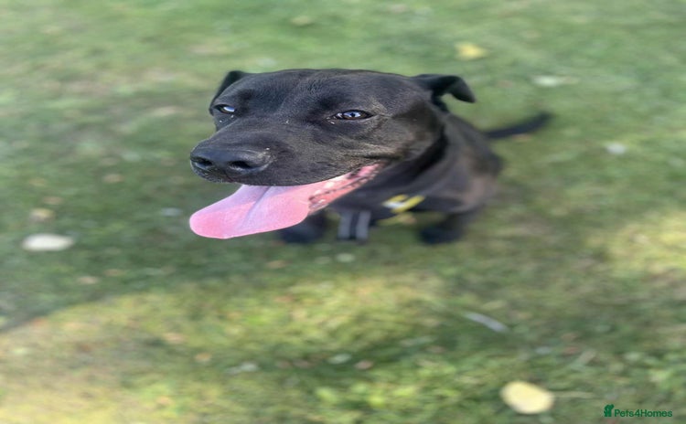 Mixed Breed dogs - Advert 4