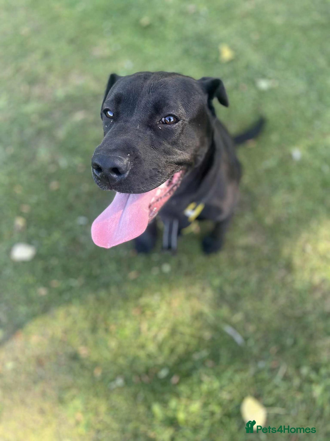 Mixed Breed dogs for sale: Male 10 month old lab x not castrated  - Image 1