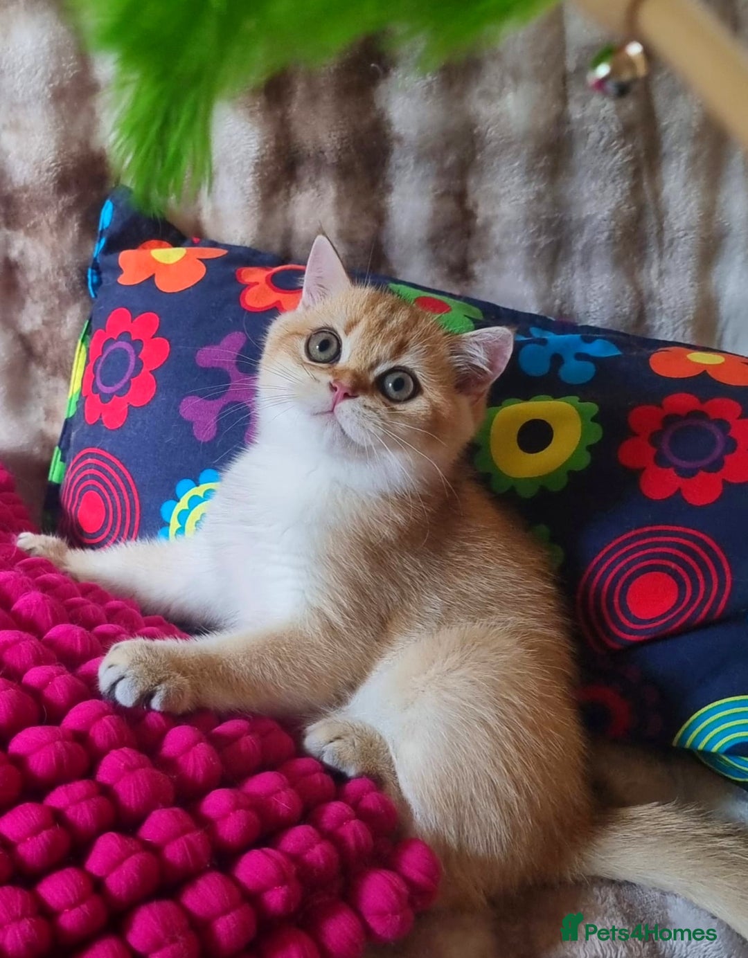British Shorthair cats for sale: NY12 GOLDEN BRITISH SHORTHAIR BOY READY TO GO!  - Image 7