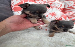 Chihuahua dogs for sale: Beautiful Chihuahua Puppies  - Image 6