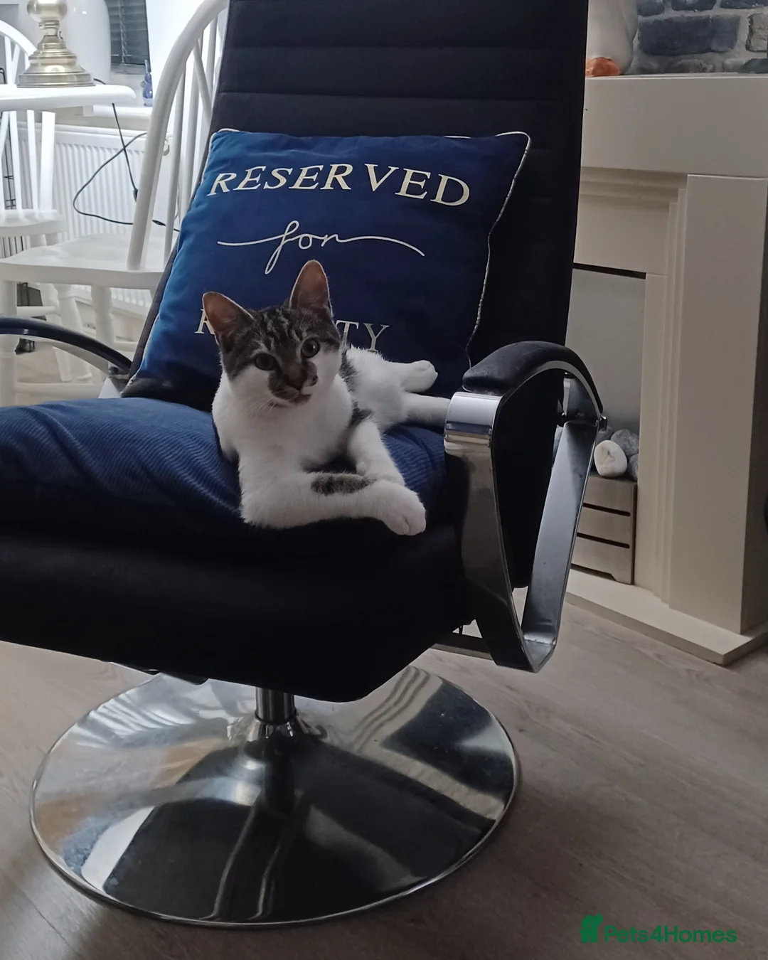 British Shorthair cats for sale: Evie needs a new home asap in Swansea - Advert 2