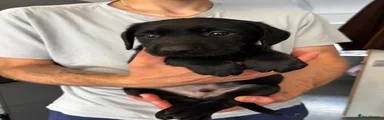 Labrador Retriever 1