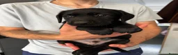 Labrador Retriever dogs for sale: Black Labrador Puppys - Advert 4