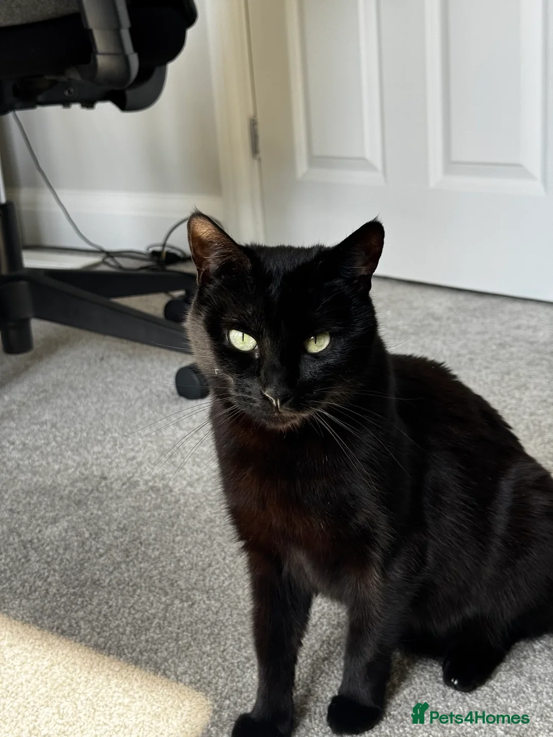 British Shorthair cats for sale: A very good black cat - Advert 5