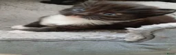 Bengal cats for sale: Bengal/Tabby beautiful kittens  - Advert 8