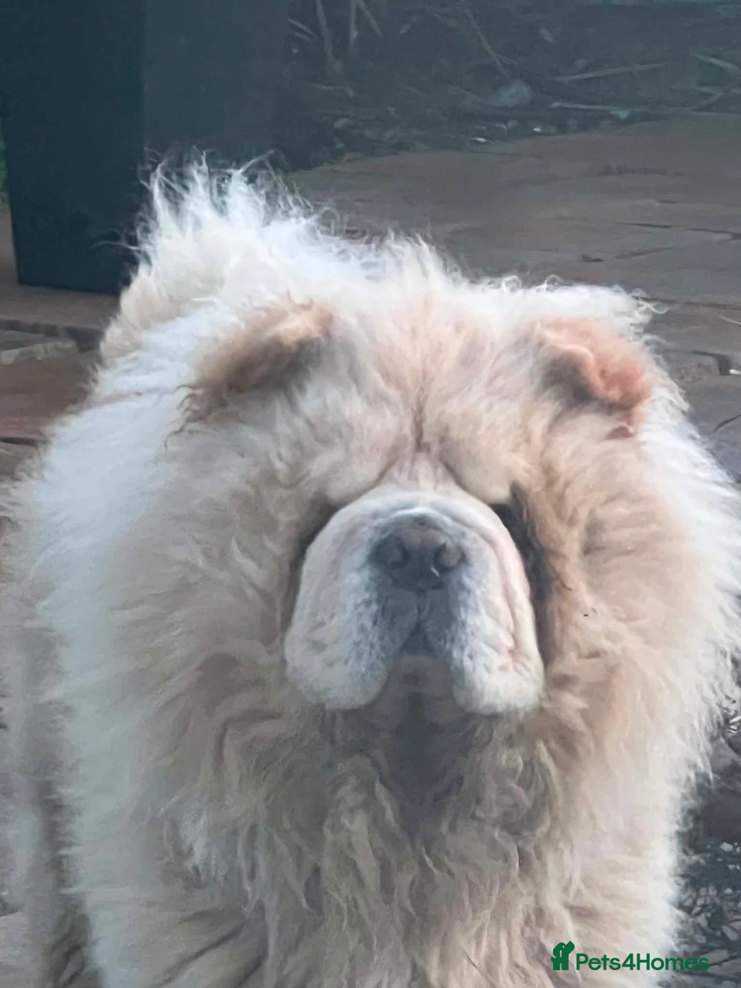 Chow Chow dogs for sale: Leo The Chow Chow in Mansfield - Advert 2