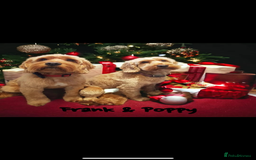 Cockapoo dogs for sale: 5 Year old Cockapoo - Image 2