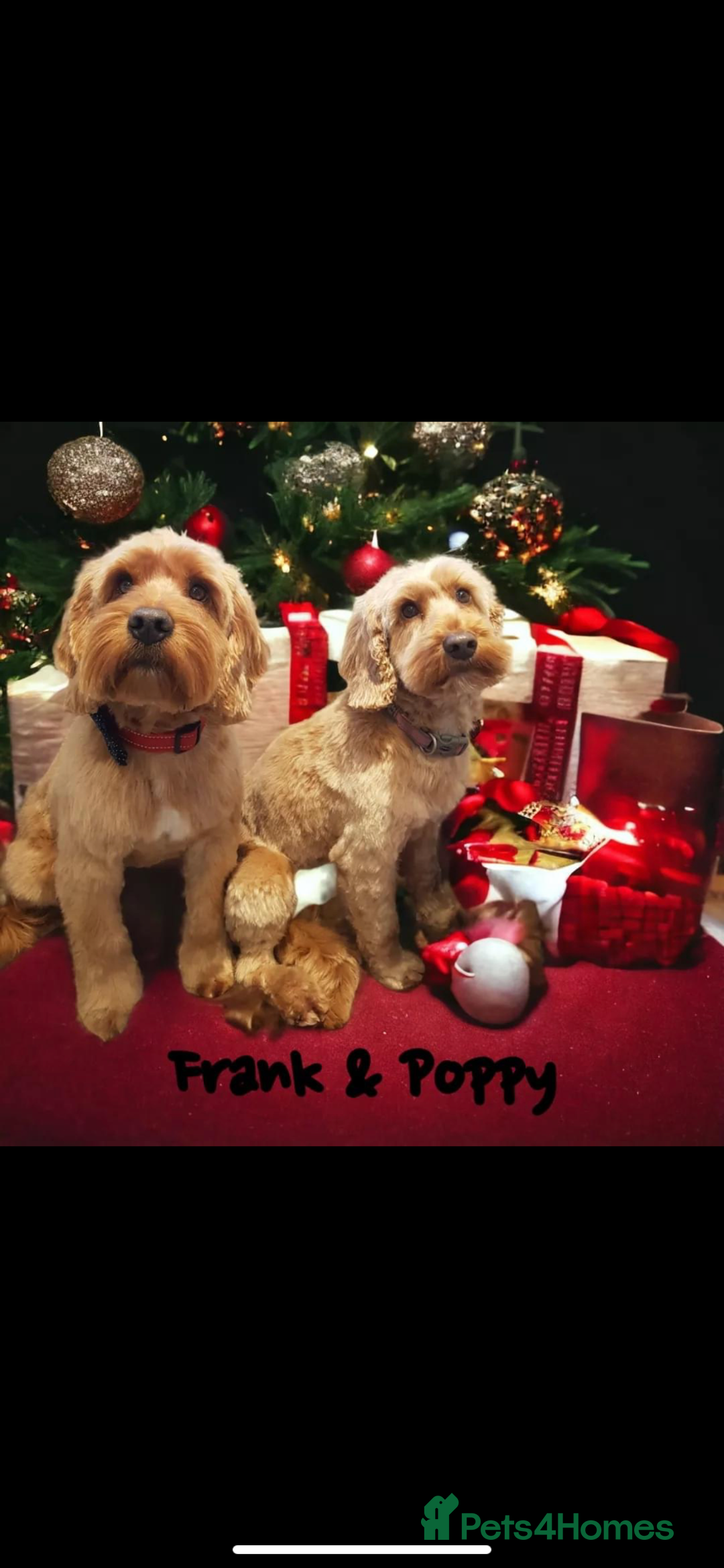 Cockapoo dogs for sale: 5 Year old Cockapoo - Image 2