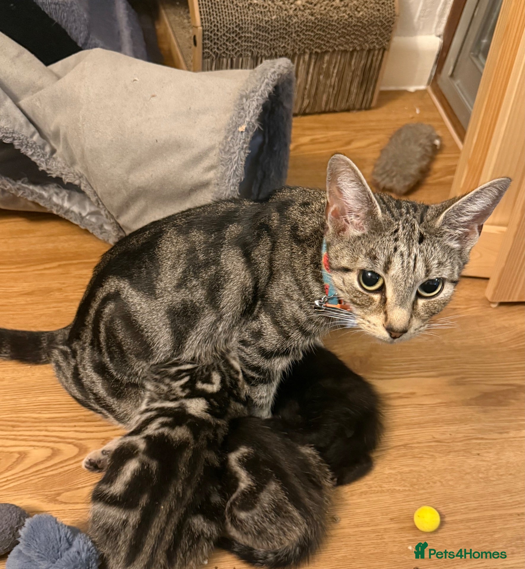 Mixed Breed cats Litter of 4 affectionate and playful cats  - Advert 2