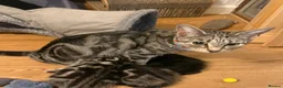 Mixed Breed cats for sale: Litter of 4 affectionate and playful cats  - Advert 2