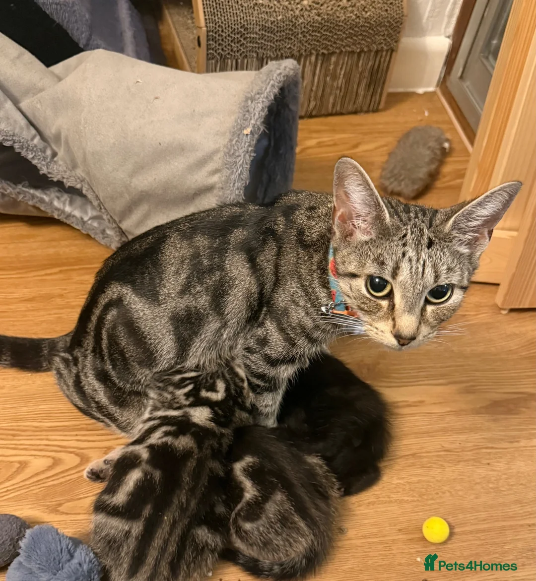 Mixed Breed cats for sale: Litter of 4 affectionate and playful cats  - Advert 2
