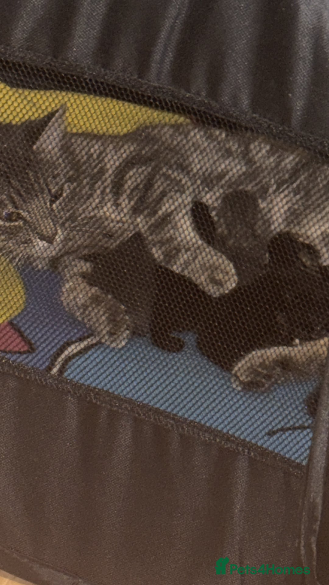 Mixed Breed cats for sale: Persian/tabby cats for sale.  - Image 2