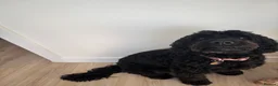 Cockapoo dogs for sale: Female cockapoo for re-home  - Advert 2