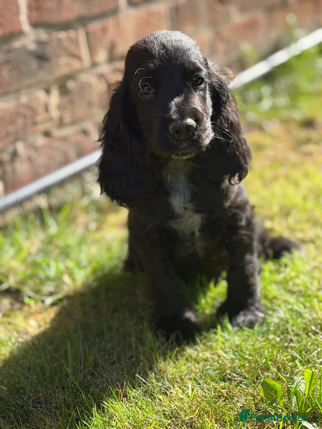 Cocker Spaniel dogs for sale: kc registered cocker spaniels  - Advert 2
