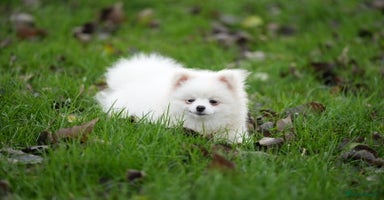 Pomeranian dogs Baby white Pom - Advert 8