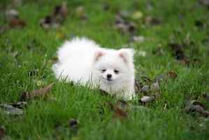 Pomeranian dogs Baby white Pom - Advert 8
