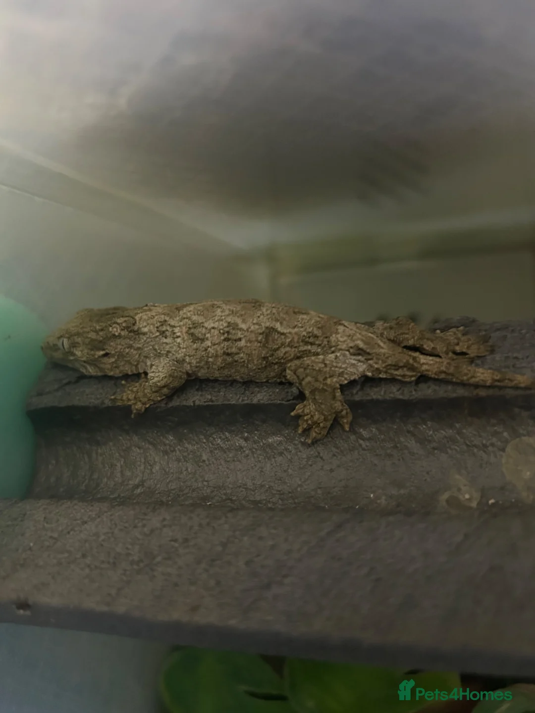 Gecko reptiles for sale: 6x leachianus geckos - Advert 2
