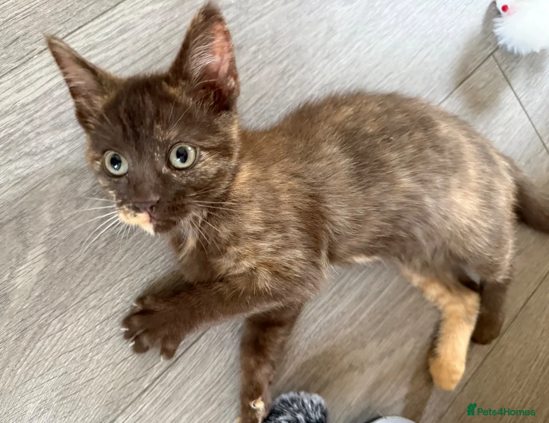 Mixed Breed cats for sale: Female Kitten for sale  - Advert 1
