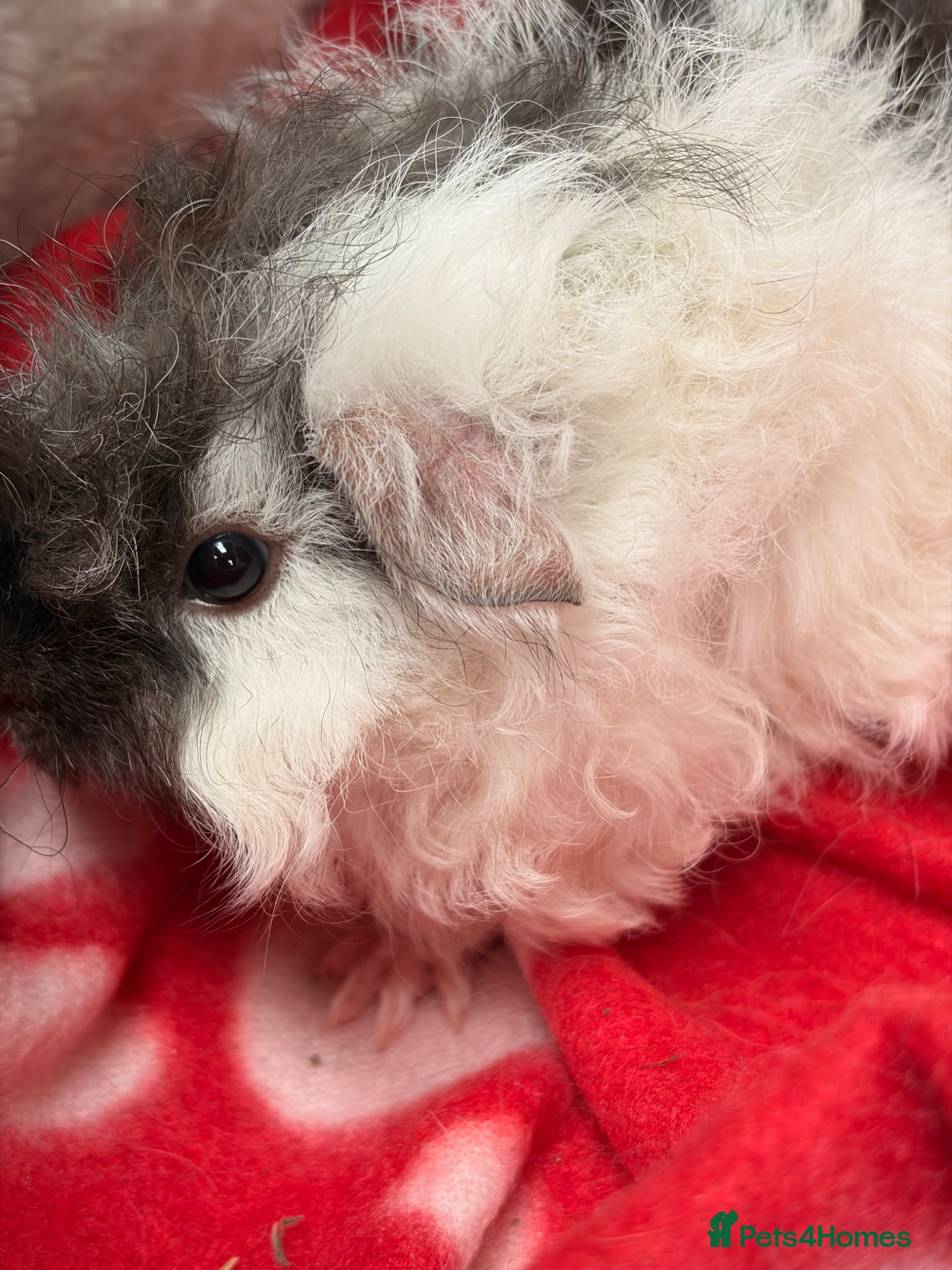 Guinea Pig rodents for sale: BEAUTIFUL BABY BOY GUINEA PIGS - Advert 14
