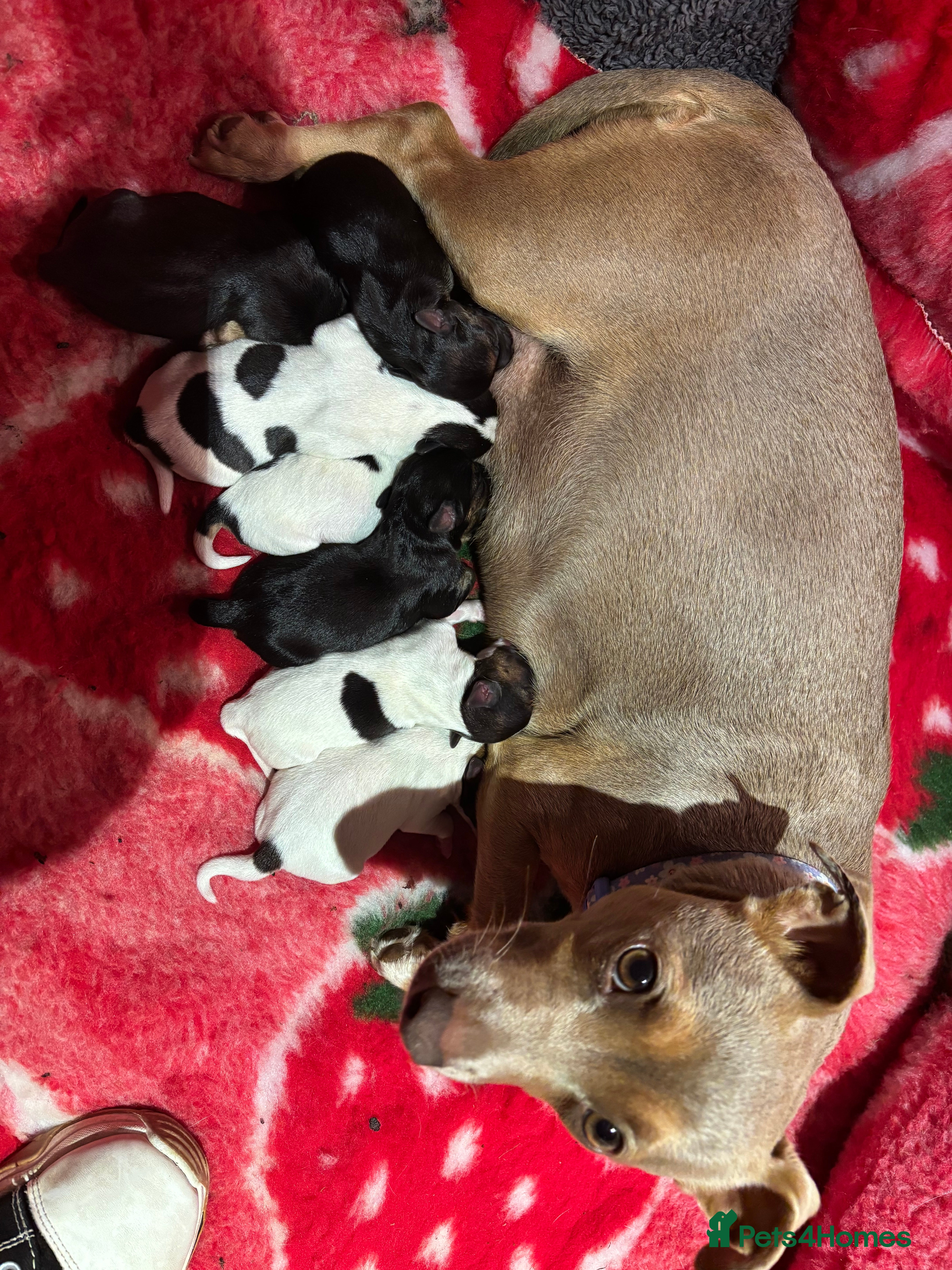 Jack Russell dogs Rough coated Jack Russell puppies  - Advert 5
