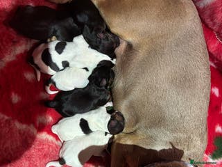 Jack Russell dogs Rough coated Jack Russell puppies - Advert 3