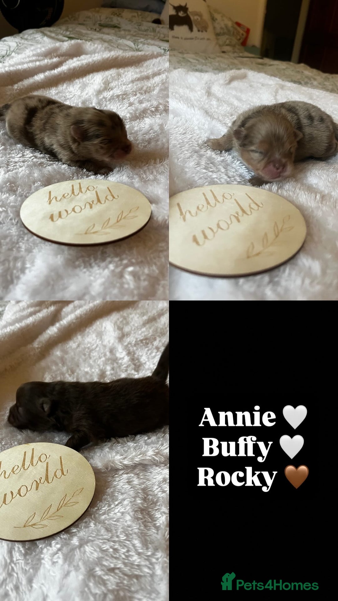 Pomeranian dogs for sale: Fluffy Pomeranian puppy’s MERLE & CHOCOLATE - Advert 1