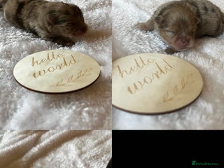 Pomeranian dogs Fluffy Pomeranian puppy’s MERLE & CHOCOLATE - Advert 3