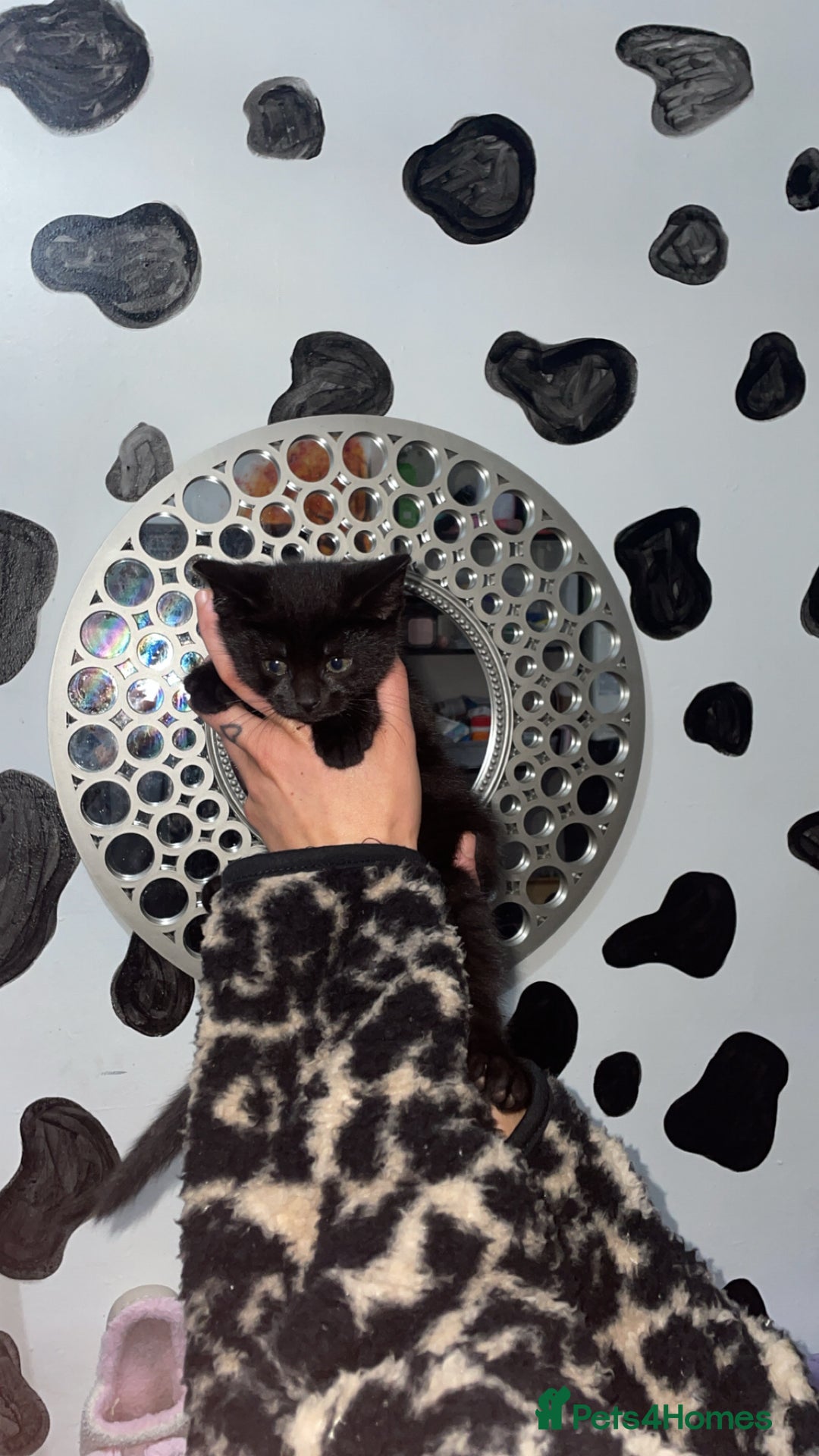 Mixed Breed cats for sale: 2 male black kittens  - Image 12