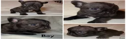 French Bulldog dogs for sale: Reduced to £1250. 1 boy 2 girls left - Advert 36