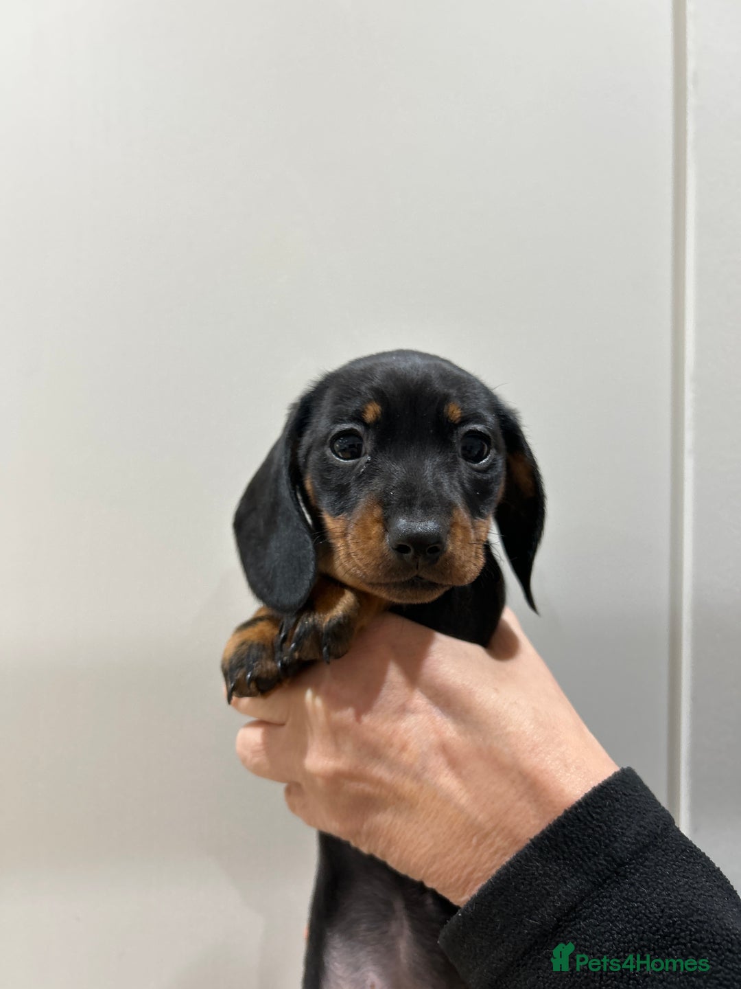 Miniature Dachshund dogs for sale: KC Registered miniature dachshunds for sale  - Advert 13