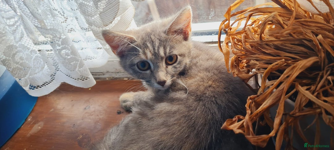 Mixed Breed cats for sale: kittens for sale - Image 6