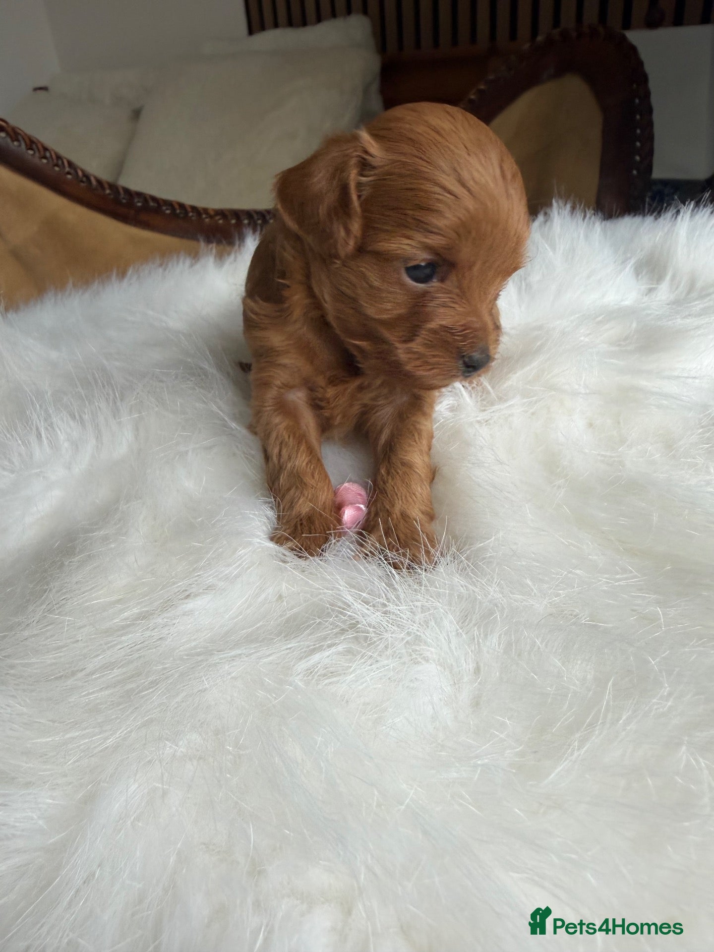 Maltipoo dogs for sale: 🧸 Exceptional Asian F1b Maltipoo Puppies - Advert 5