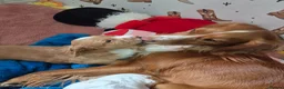 Cocker Spaniel dogs for sale: 5 beautiful cocker puppies - Advert 12
