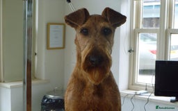Irish Terrier dogs for sale: Beautiful Champion Lines KC Irish Terrier Puppies - Image 8