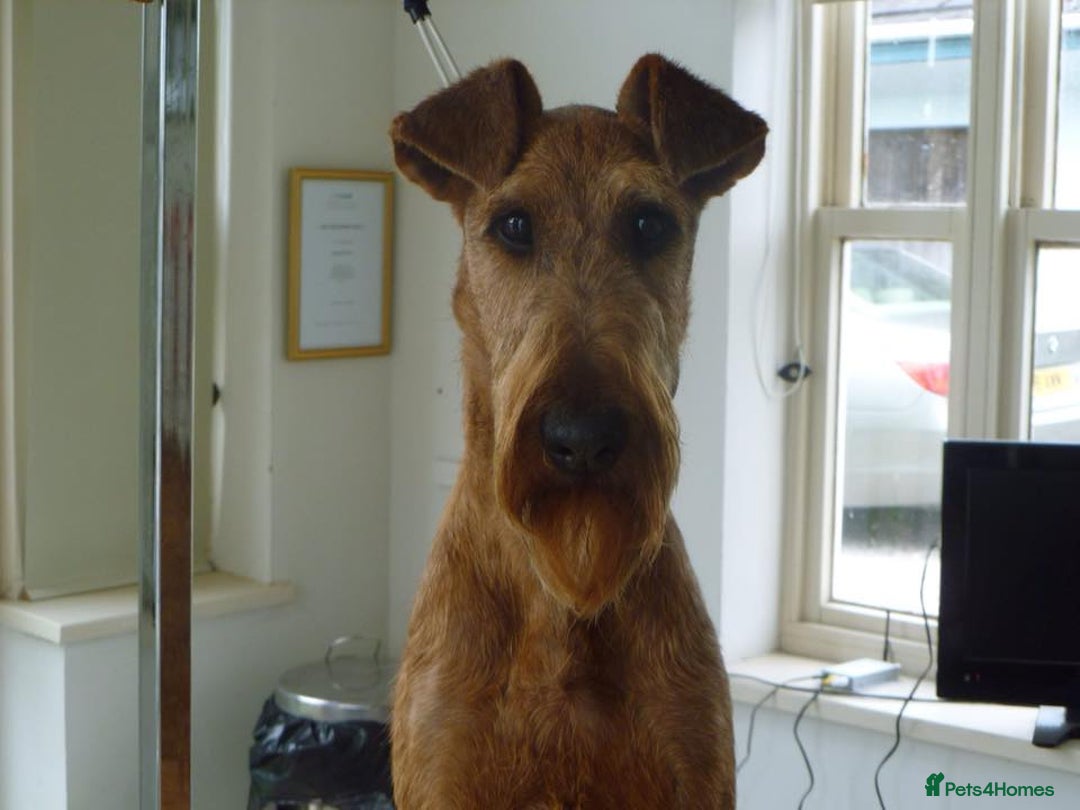 Irish Terrier dogs for sale: Beautiful Champion Lines KC Irish Terrier Puppies - Image 8