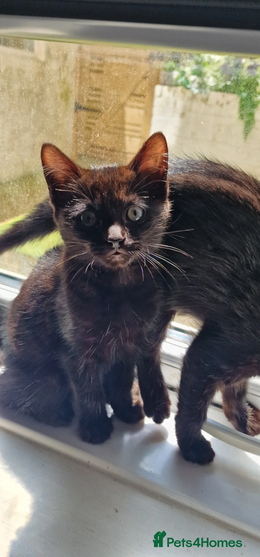 Mixed Breed cats for sale: Bengal X Russian blue kittens  in Eastbourne - Advert 1