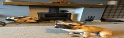French Bulldog dogs for sale: Female French Bulldog  - Advert 11