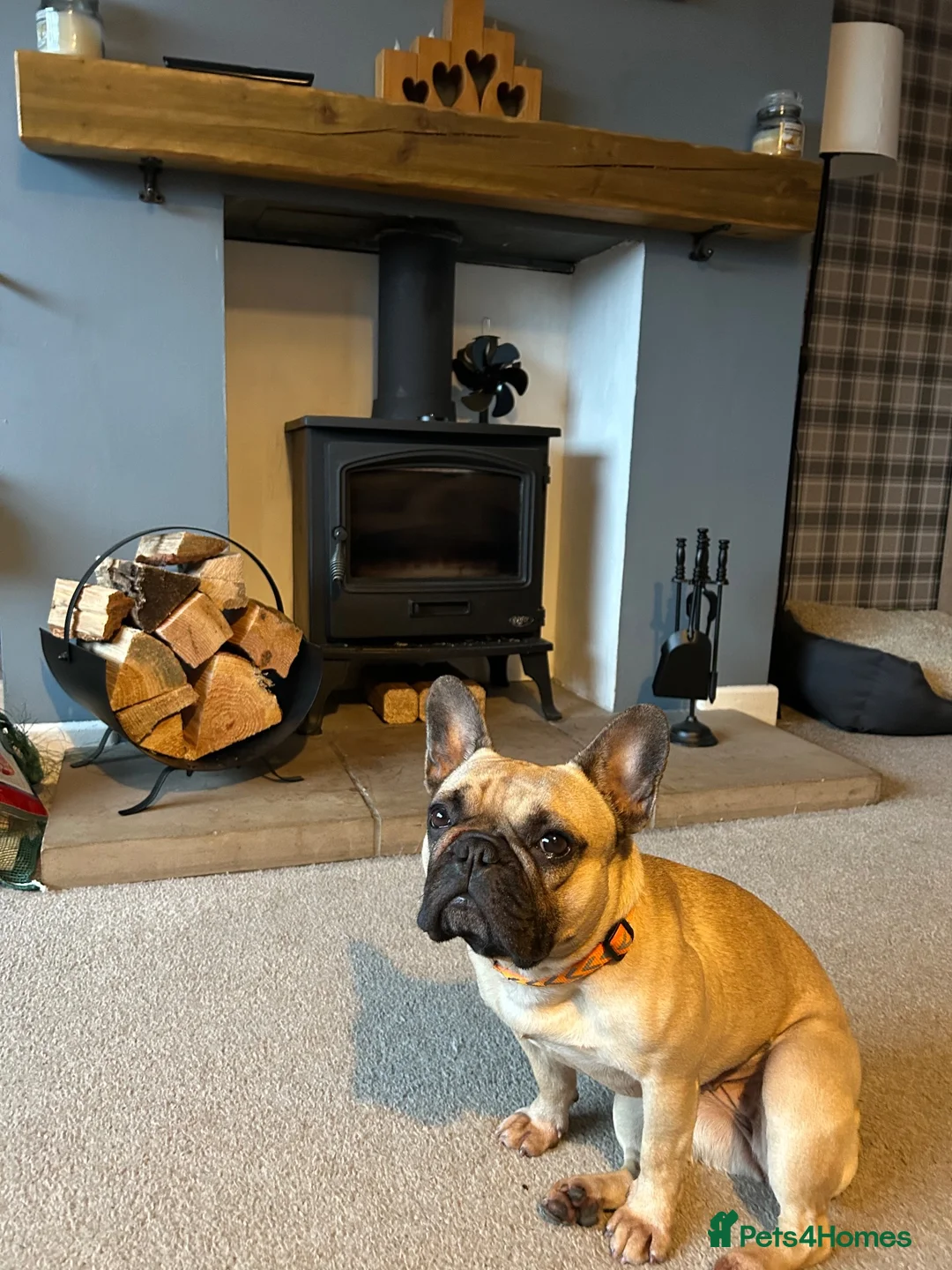 French Bulldog dogs for sale: Female French Bulldog  - Advert 11