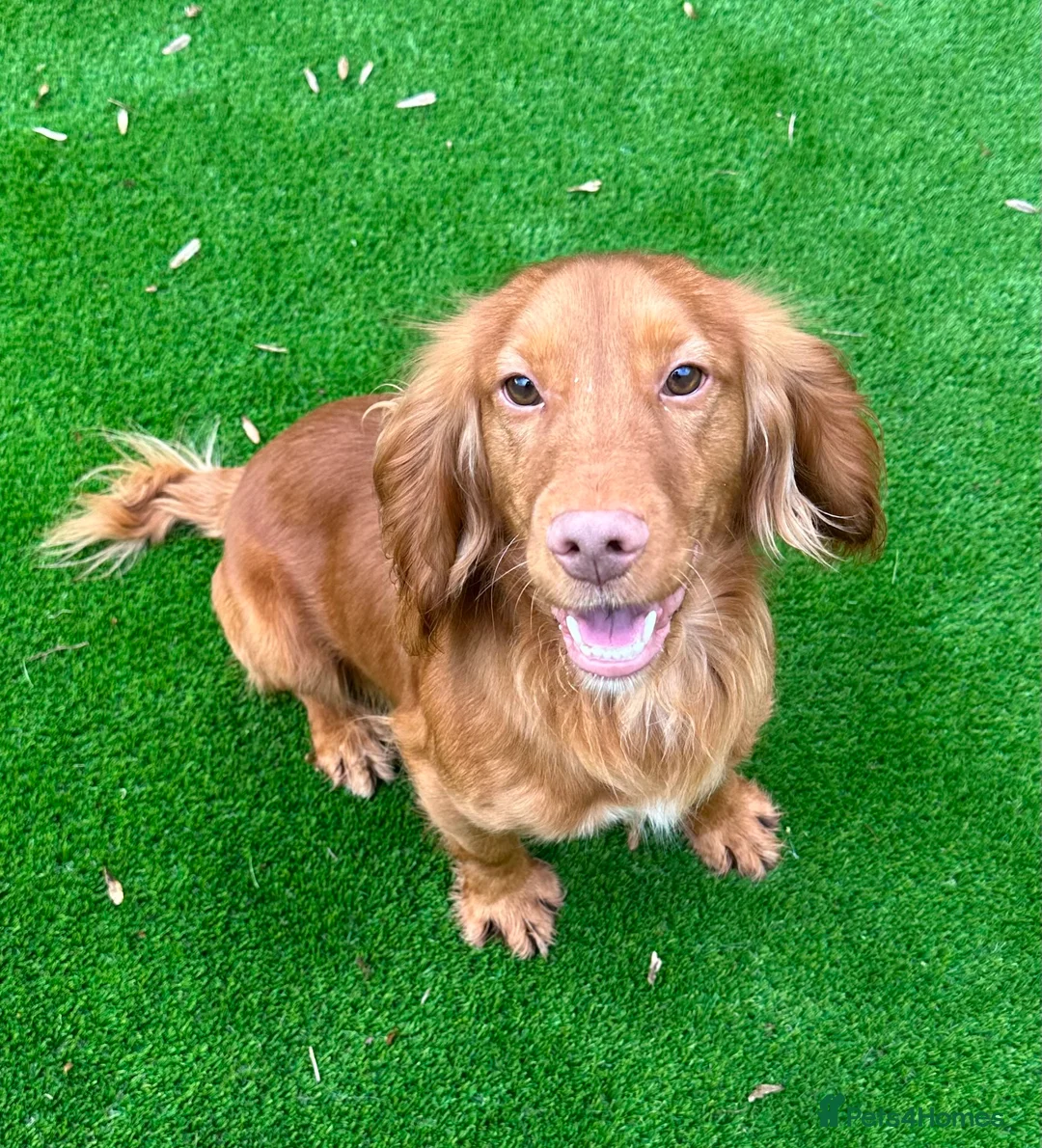 Cocker Spaniel dogs for stud: Fully Health Tested Red working cocker spaniel, in Larkhall - Advert 5