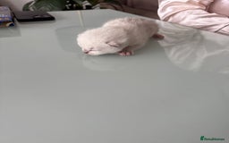 British Shorthair cats for sale: BSH Silver Tabby kittens for Sale! - Image 10