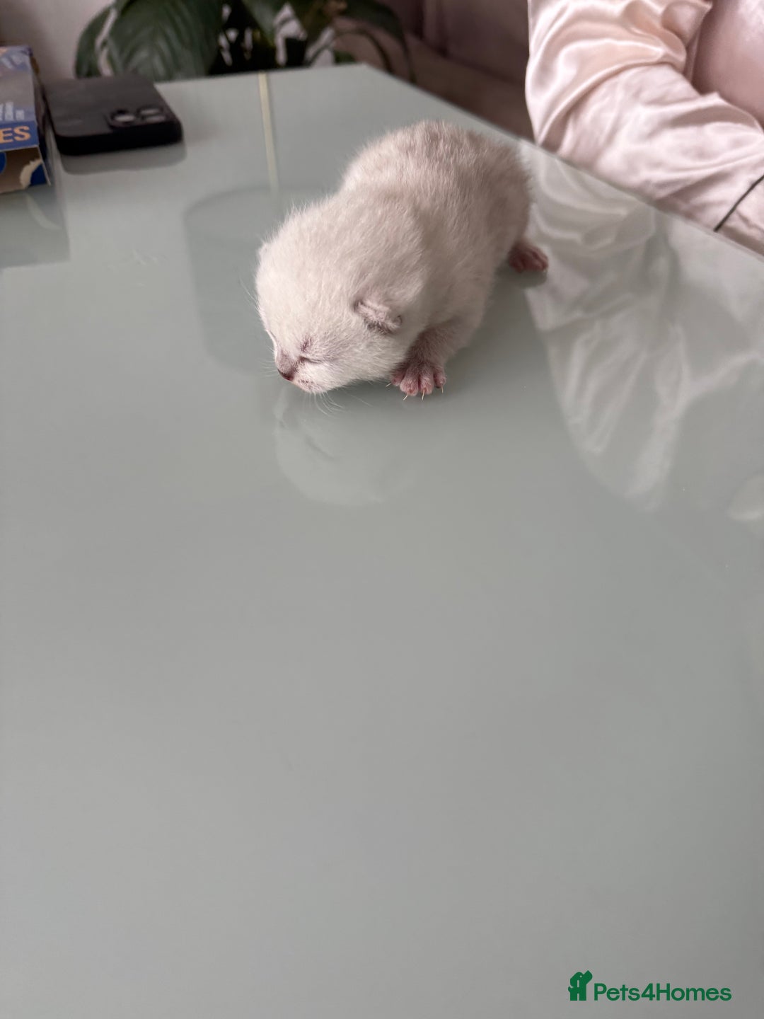 British Shorthair cats for sale: BSH Silver Tabby kittens for Sale! - Image 10
