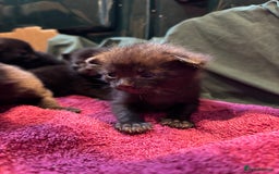 Domestic Shorthair cats for sale: Kittens for sale  - Image 3