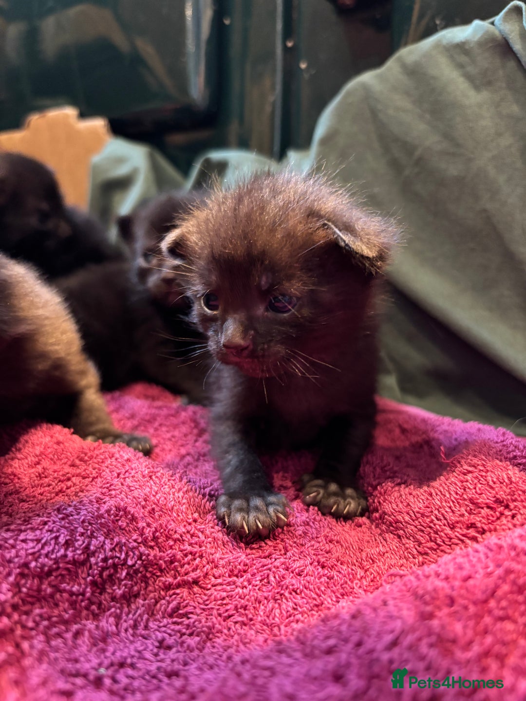 Domestic Shorthair cats for sale: Kittens for sale  - Image 3