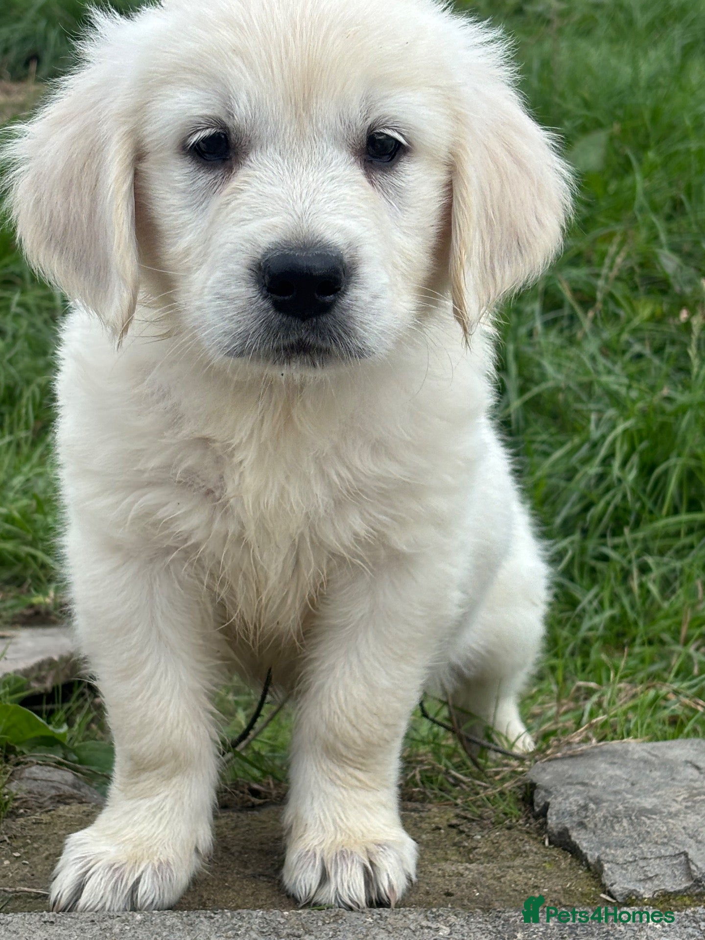 Golden Retriever dogs Kc golden retriever pups health tested parents - Advert 1