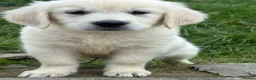Golden Retriever dogs for sale: Kc golden retriever pups health tested parents - Advert 1